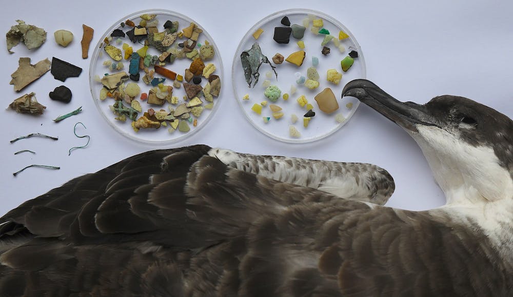 Study: Most Of The Plastic Found In Seabirds' Stomachs Was Recycleable
