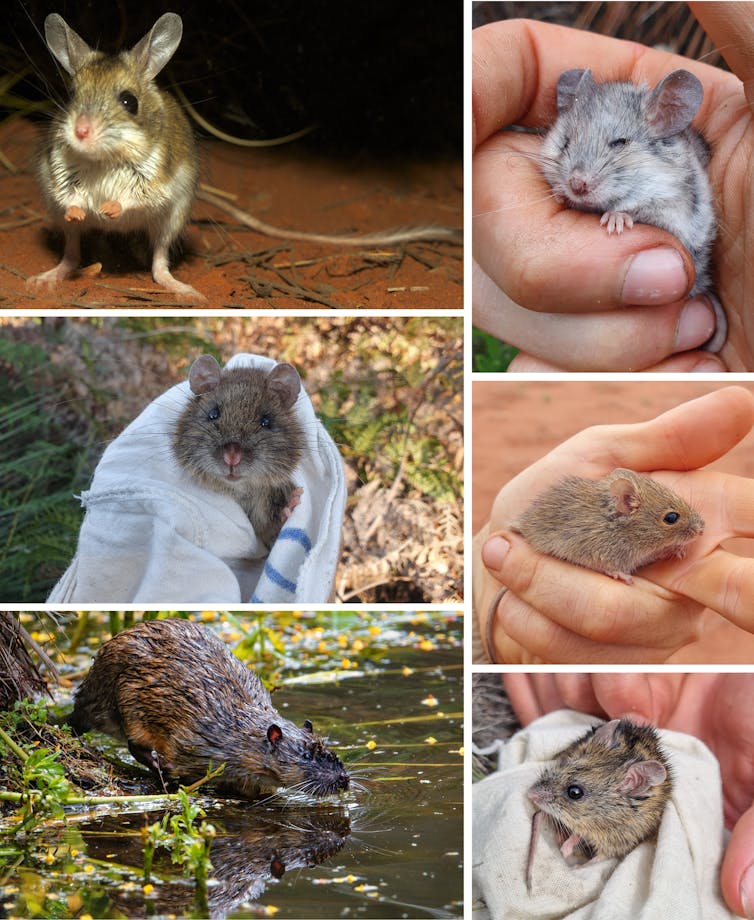 A composite image showing a variety of Australian native rodents: spinifex hopping mouse, silky mouse, bush rat, desert mouse, rakali/water rat, pookila.