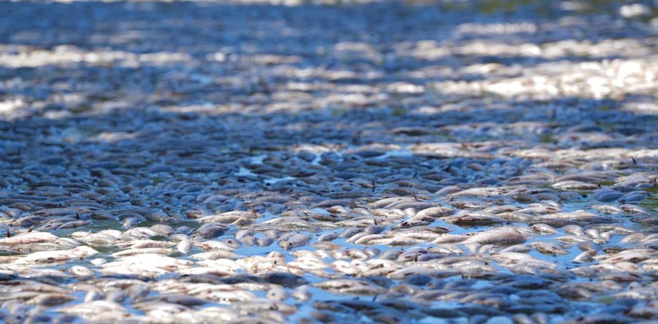 How did millions of fish die gasping in the Darling – after three years of rain?Millions of dead fish float on the surface of the river. Nativ...
