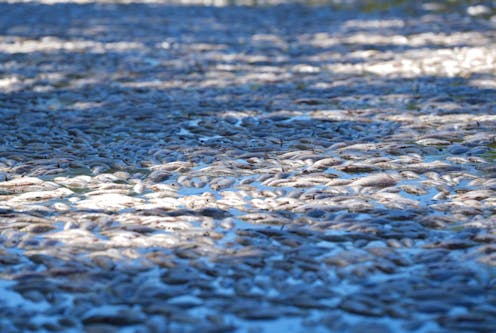 How did millions of fish die gasping in the Darling – after three years of rain?