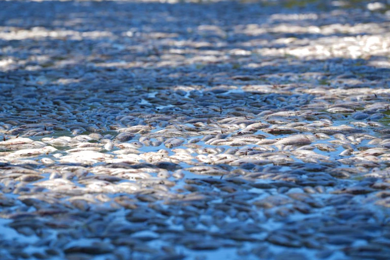 fish kill Menindee Darling