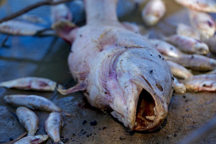 dead fish darling river