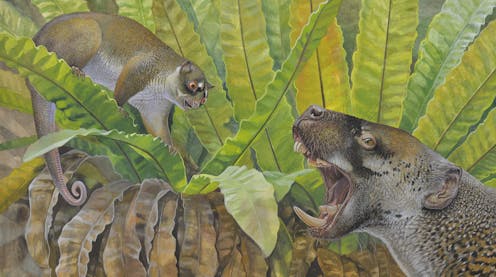 25-million-year-old fossils of a bizarre possum and strange wombat relative reveal Australia's hidden past