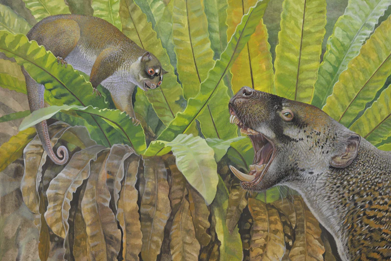 Illustration of a possum-like brown animal facing off a dog-like creature with large lower teeth