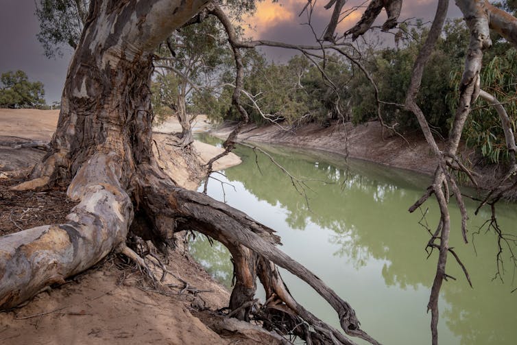 river red gum on darling