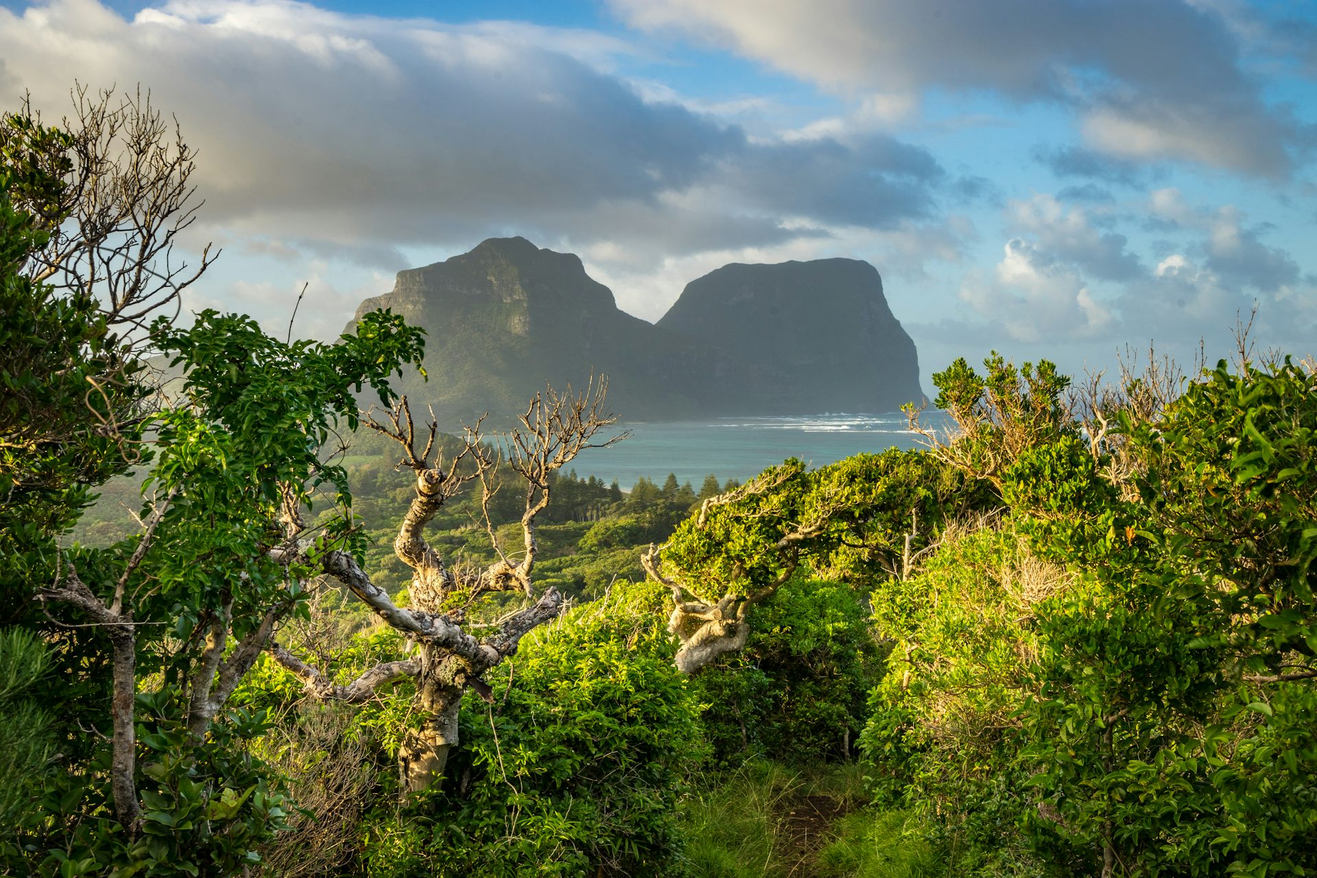 What is myrtle rust and why has this disease closed Lord Howe