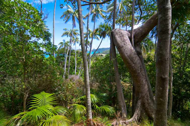 view of tropical rainforest on Lord Howe Island