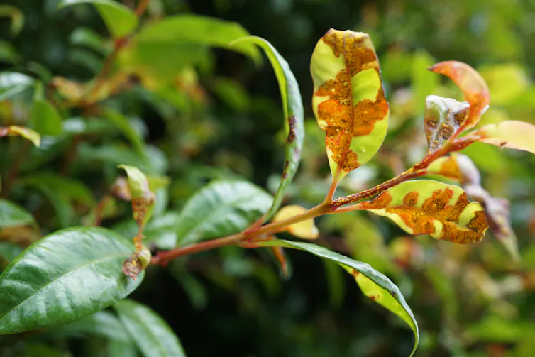 Discoloured leaves on a plant infected with myrtle rust