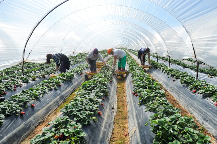 workers working in a greenhouse