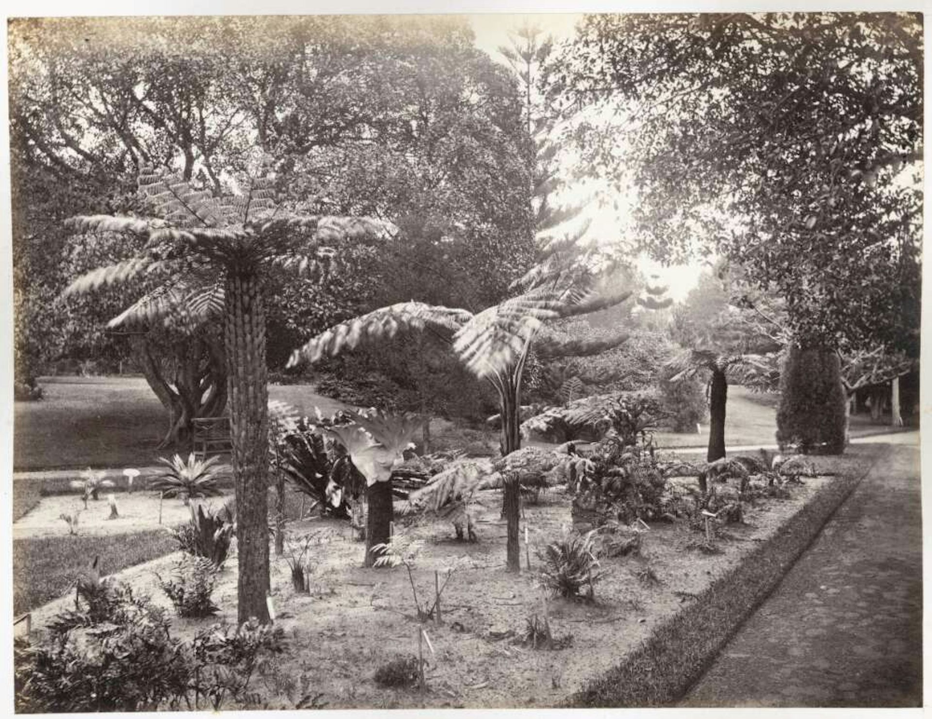 Bench Top in Melbourne Botanic Garden - Original Ink Drawing 2024