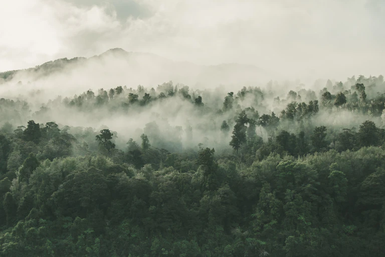 Une foret dans la brume