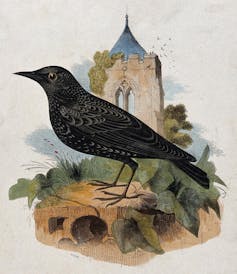 A starling sitting on a stone in front of a church.