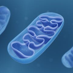 new research on mitochondria