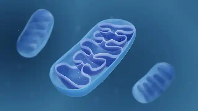 A digital drawing of the cell's mitochondria.