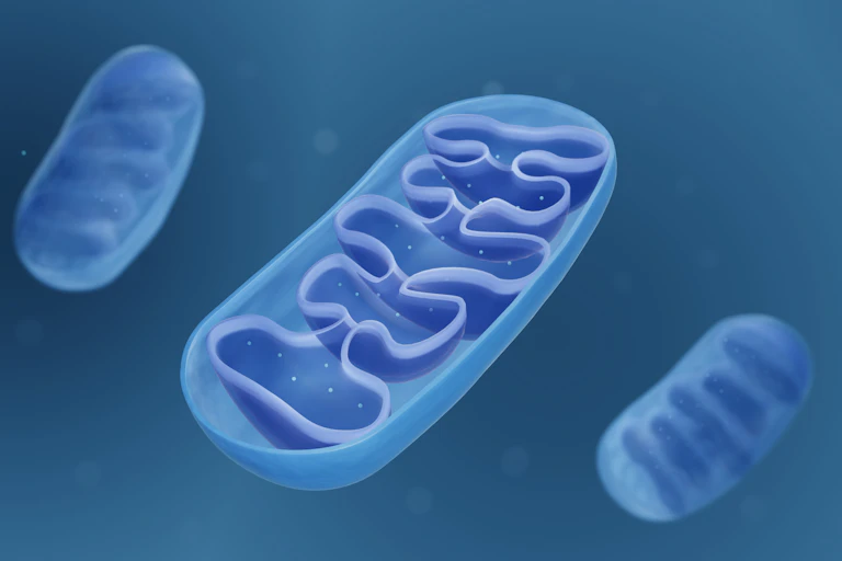 A digital drawing of the cell's mitochondria.