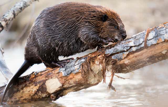 beaver chewing on a branch