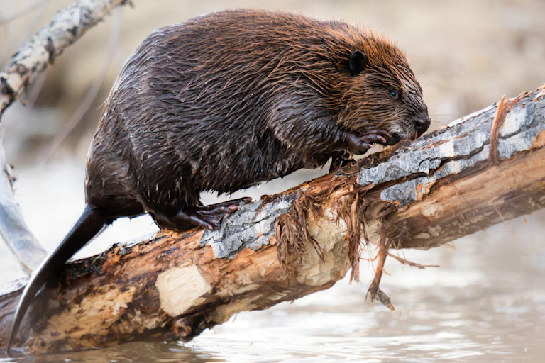 beaver chewing on a branch