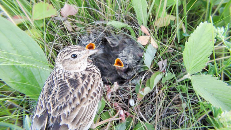 An adult skylark attending a nest of three grey chicks with open beaks.