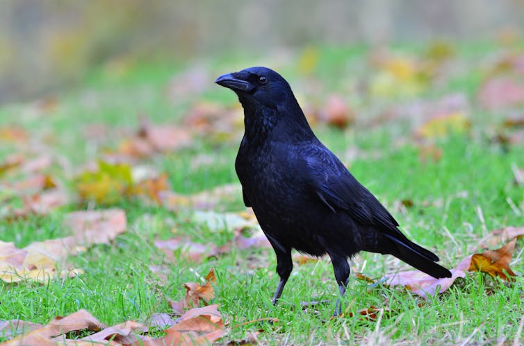 A crow stood in grass littered with fallen leaves.