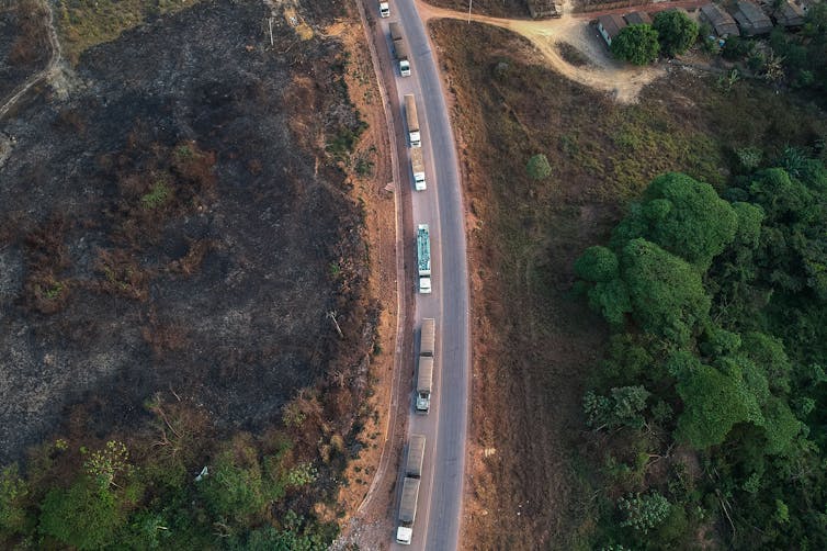 Trucks are lined up on a road bending between a burned area and trees, with a smaller road winding off to the side.