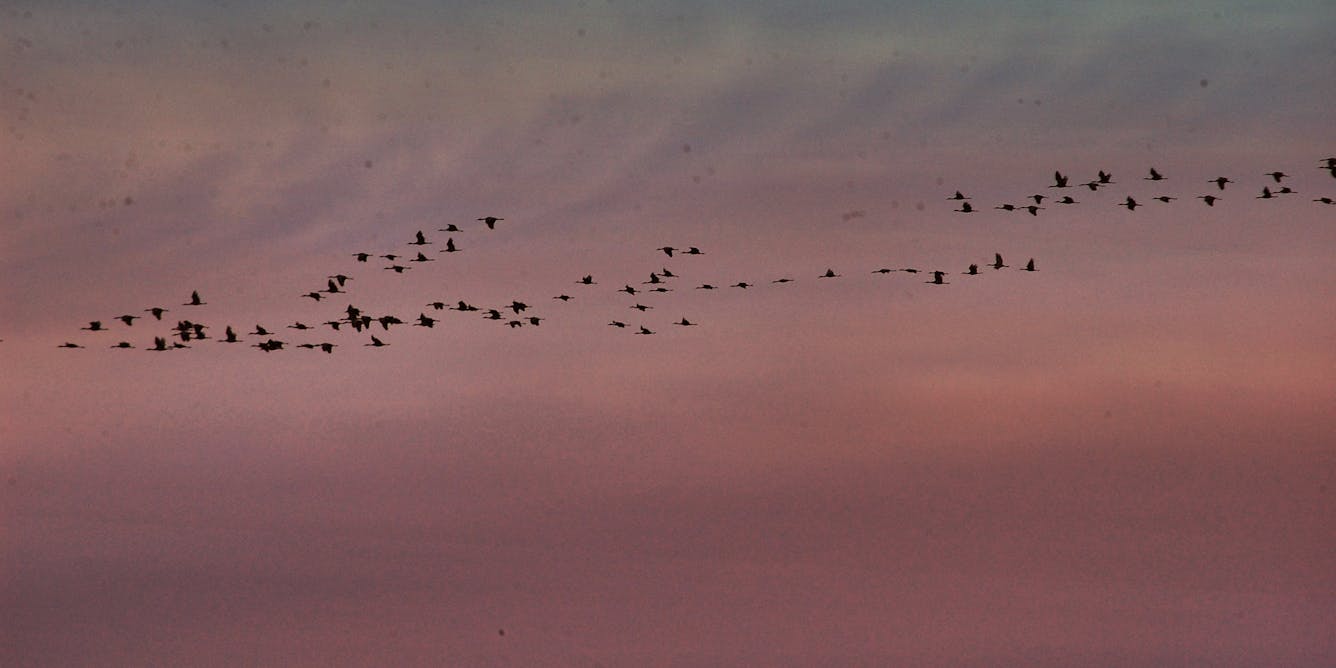 Modelling uncovers how birds flock together
