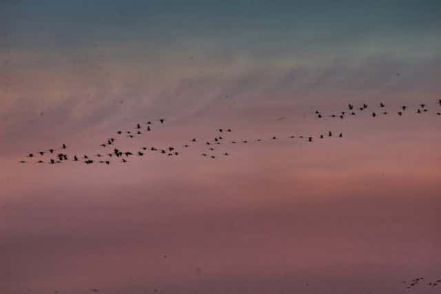 Dozens of birds silhouetted against pink clouds.