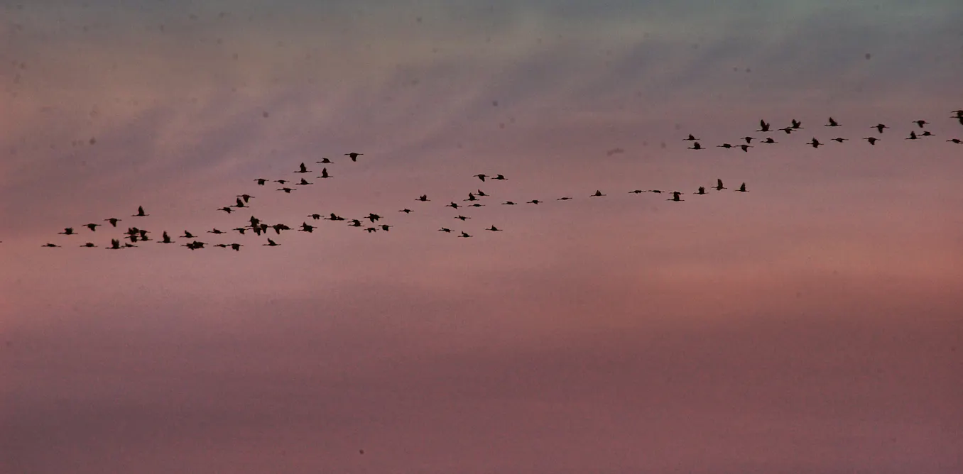 Scientists are using machine learning to forecast bird migration and ...