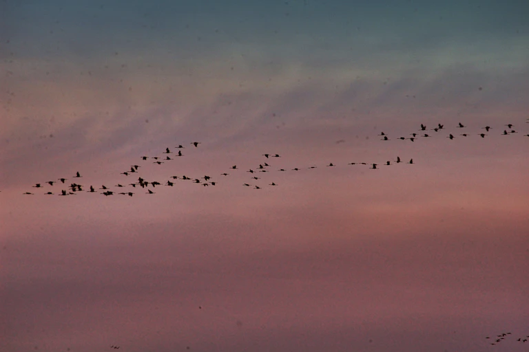 Dozens of birds silhouetted against pink clouds.