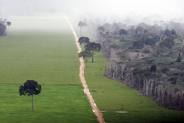 Una carretera con campos de soja a ambos lados y el borde de la densa selva amazónica al fondo.