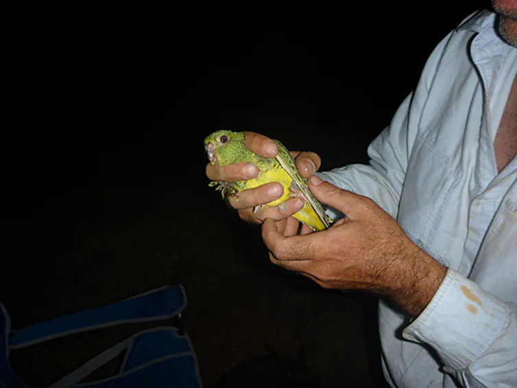 night parrot