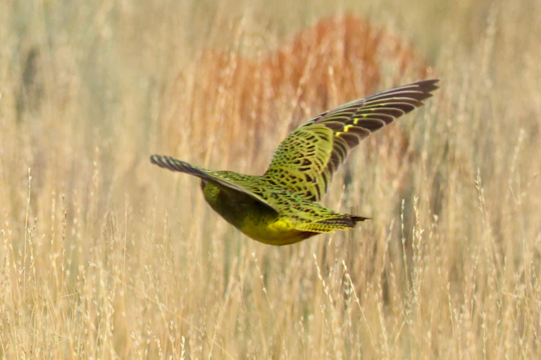 night parrot