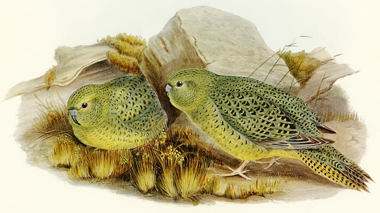 night parrot illustration