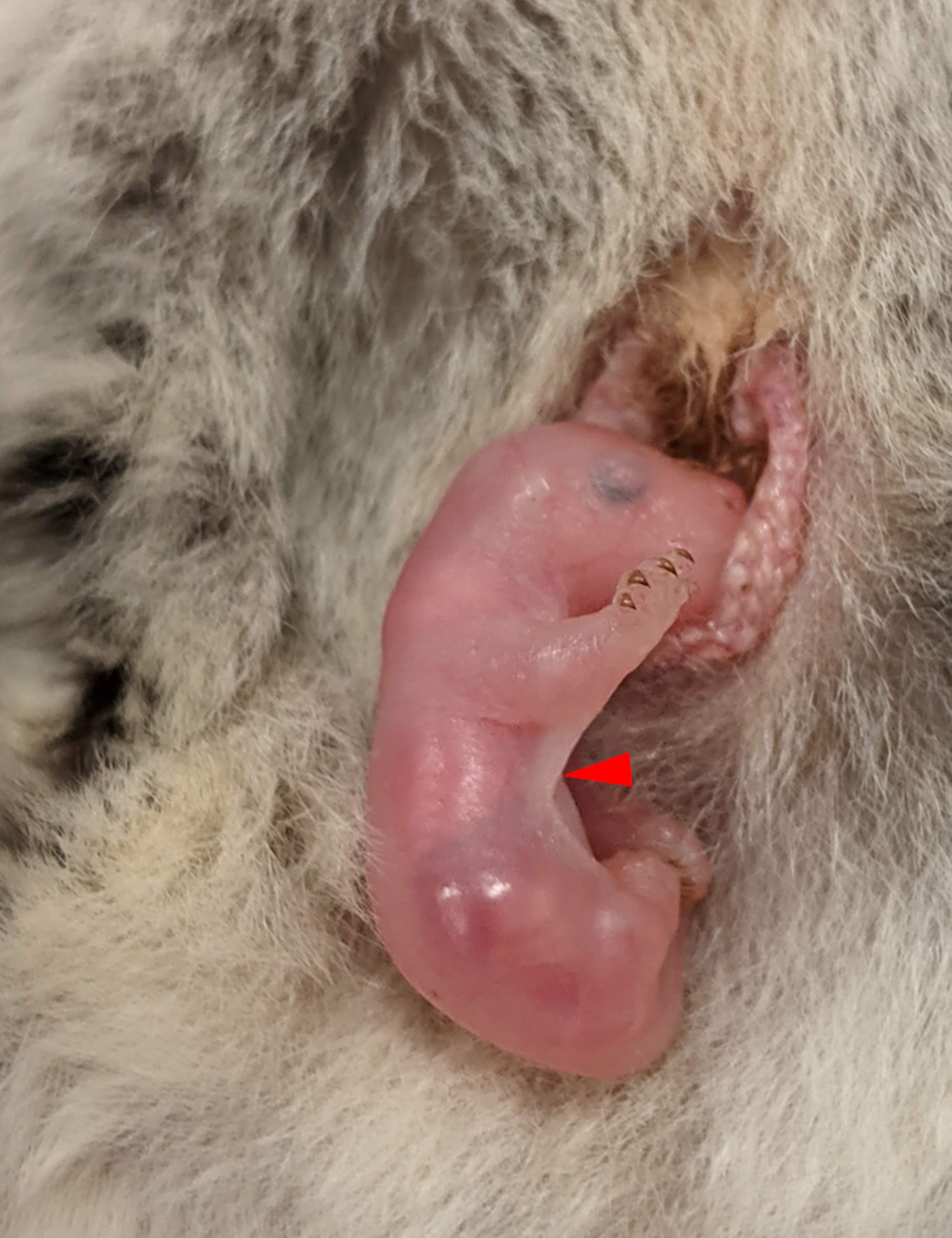 A pink baby animal looking much like an embryo with a red arrow pointing at a thin membrane it its armpit