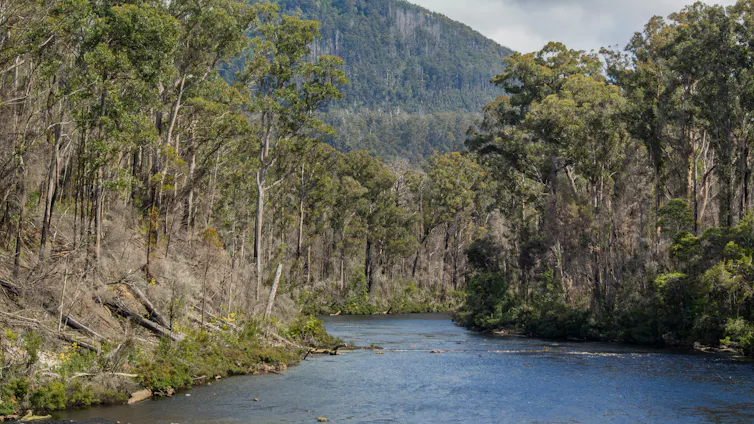 A river running through forest.