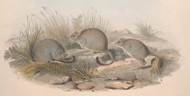 An illustration of three brush tailed bettong woylies