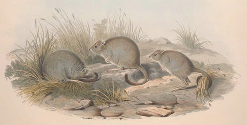 Species don't live in isolation: what changing threats to 4 marsupials tell us about the future