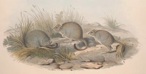what changing threats to 4 marsupials tell us about the future