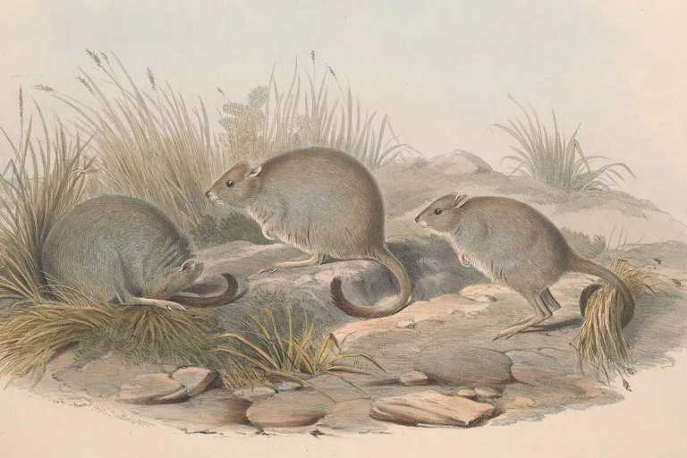 An illustration of three brush tailed bettong woylies