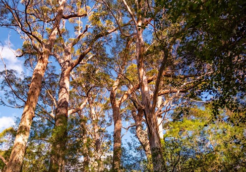 New research reveals how forests reduce their own bushfire risk, if they're left alone
