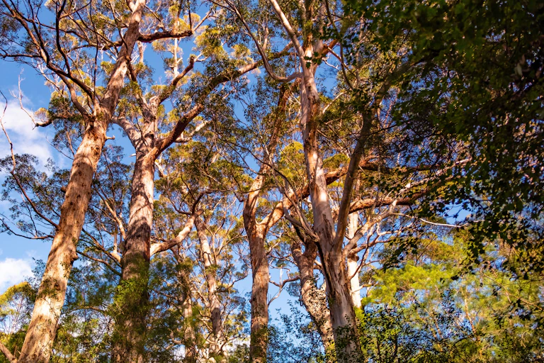 tall trees against sky