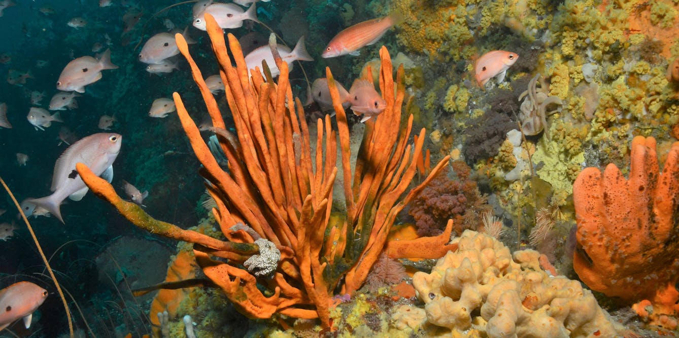 The Great Southern Reef is in more trouble than the Great Barrier Reef