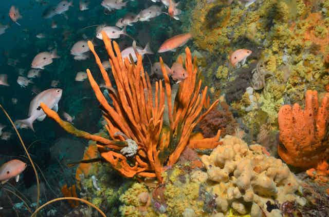 Colourful sea sponges and fish on the Great Southern Reef off the coast of the Tasman Peninsula