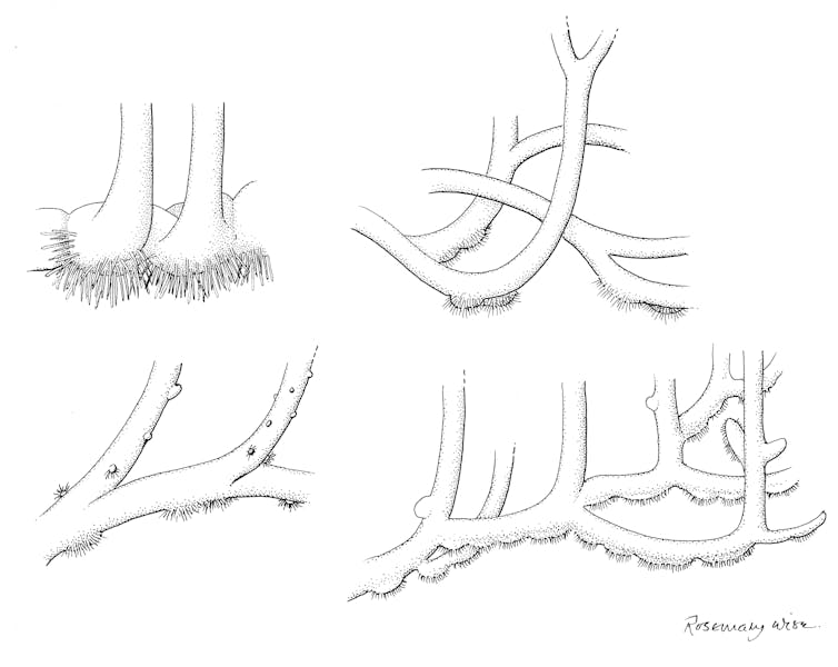 Artists reconstruction of rhizoid-based rooting systems from the Rhynie chert.