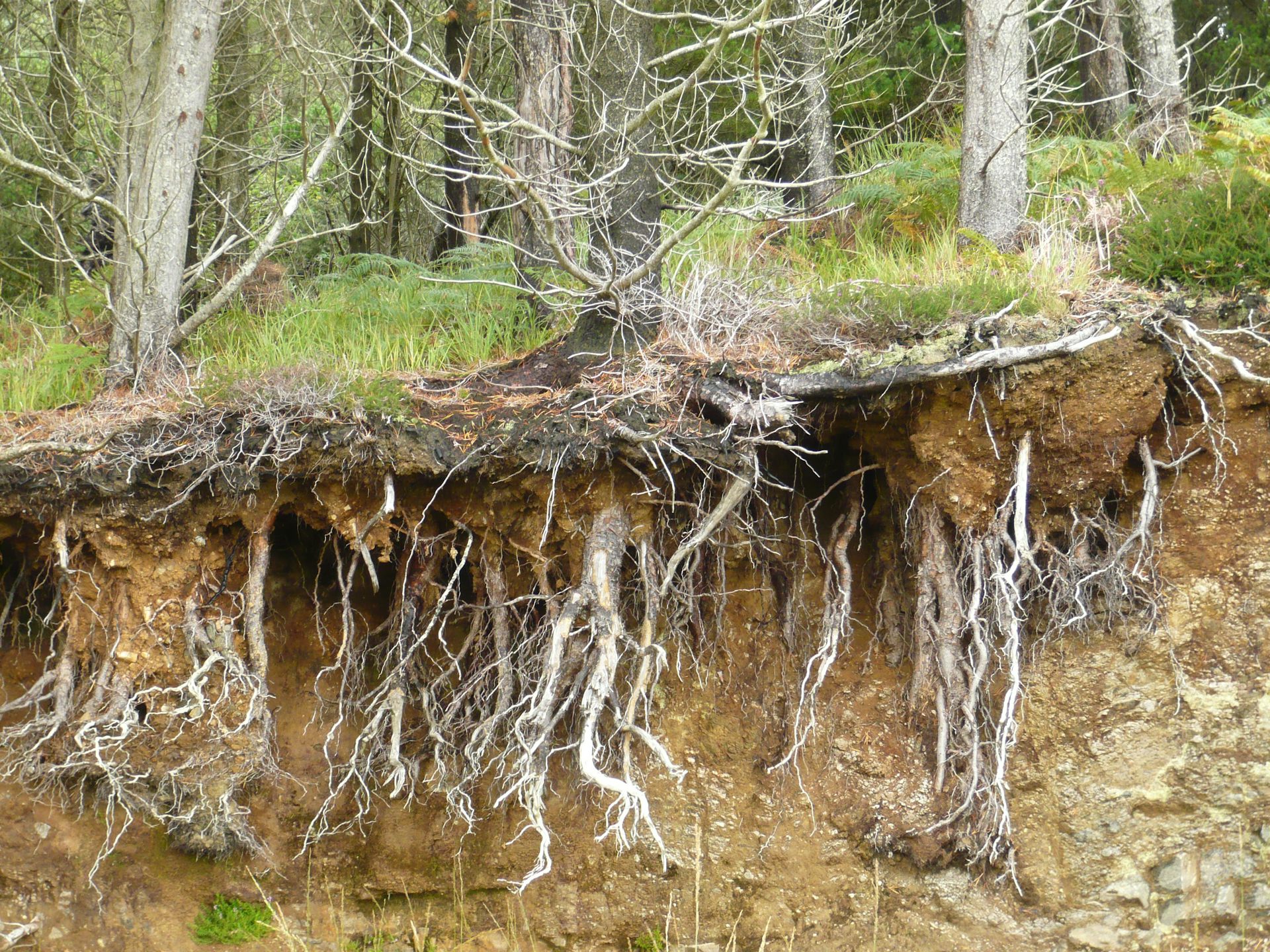 Exposed modern tree roots.