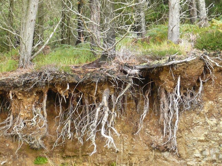 Exposed modern tree roots.
