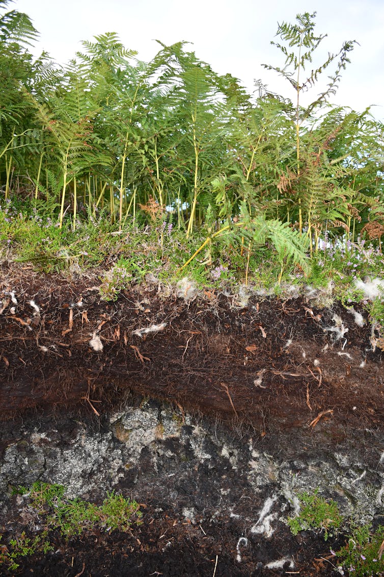 An example of modern peaty soil.
