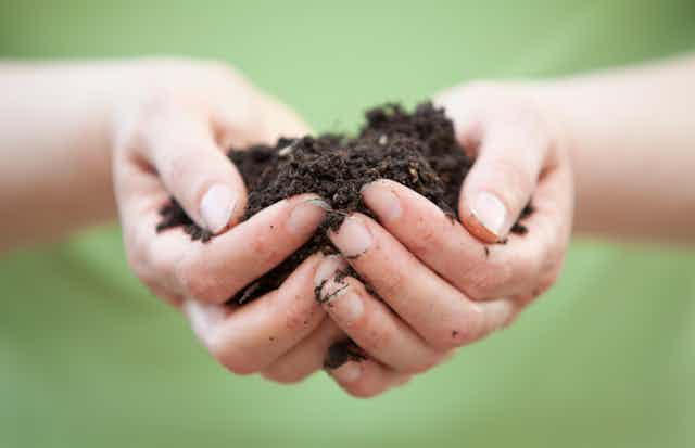 A close-up of a person with soil in their hands.