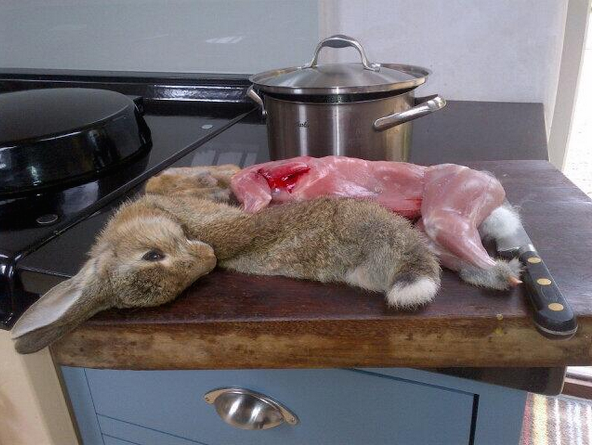 rabbit eat meat