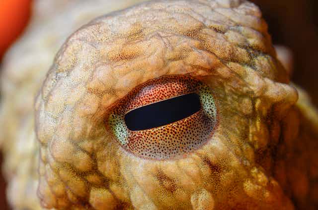 A close-up image of an octopus eye.
