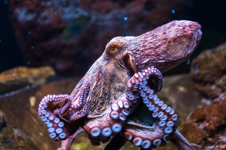 A wild octopus in profile.
